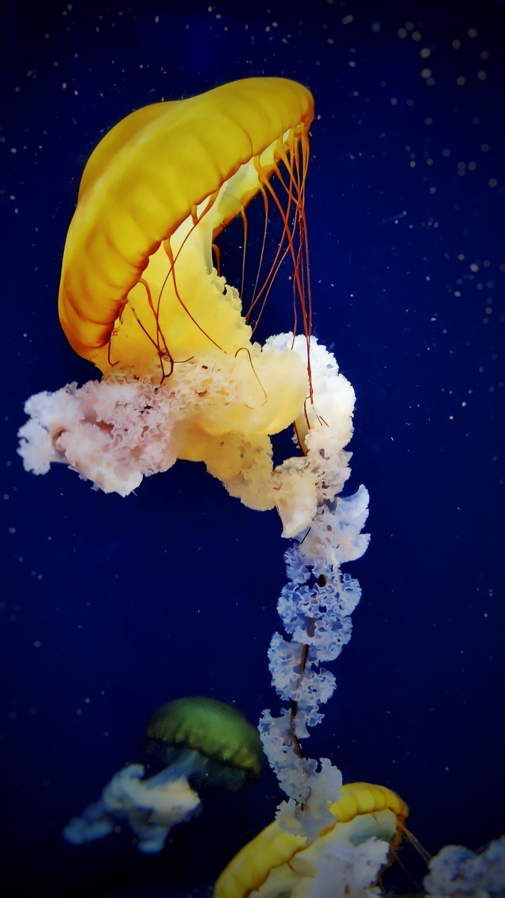 Creature of the Sea