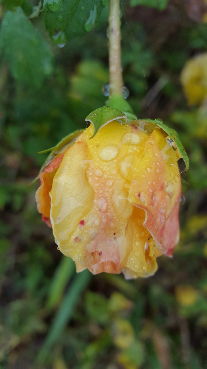 waterkiss to yellow rose