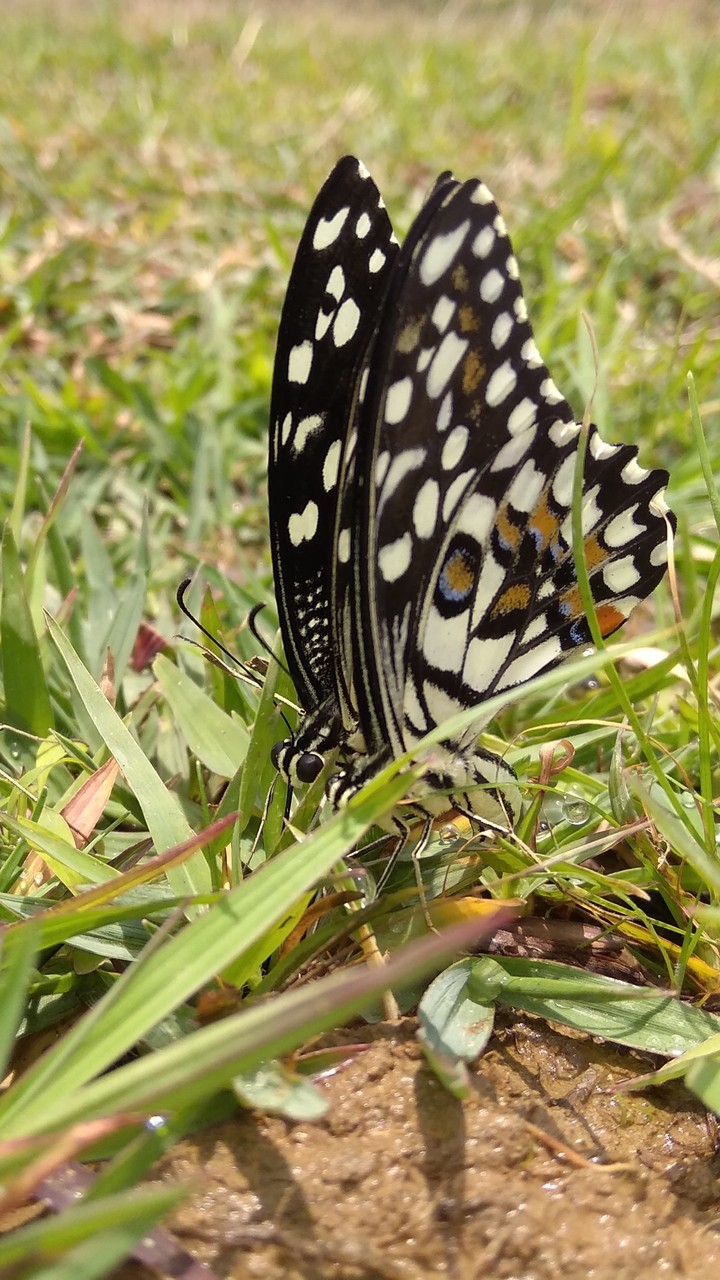 nature