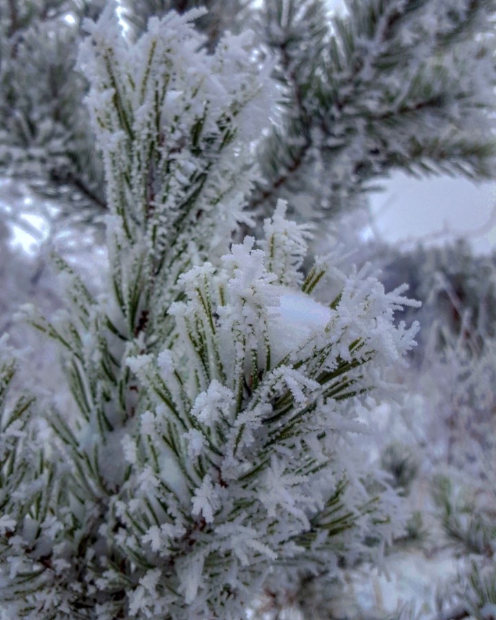 snow