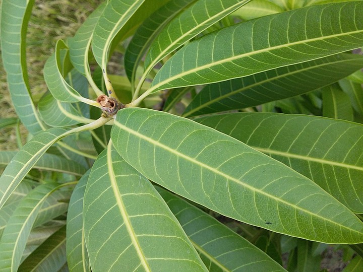 Mango Leaves