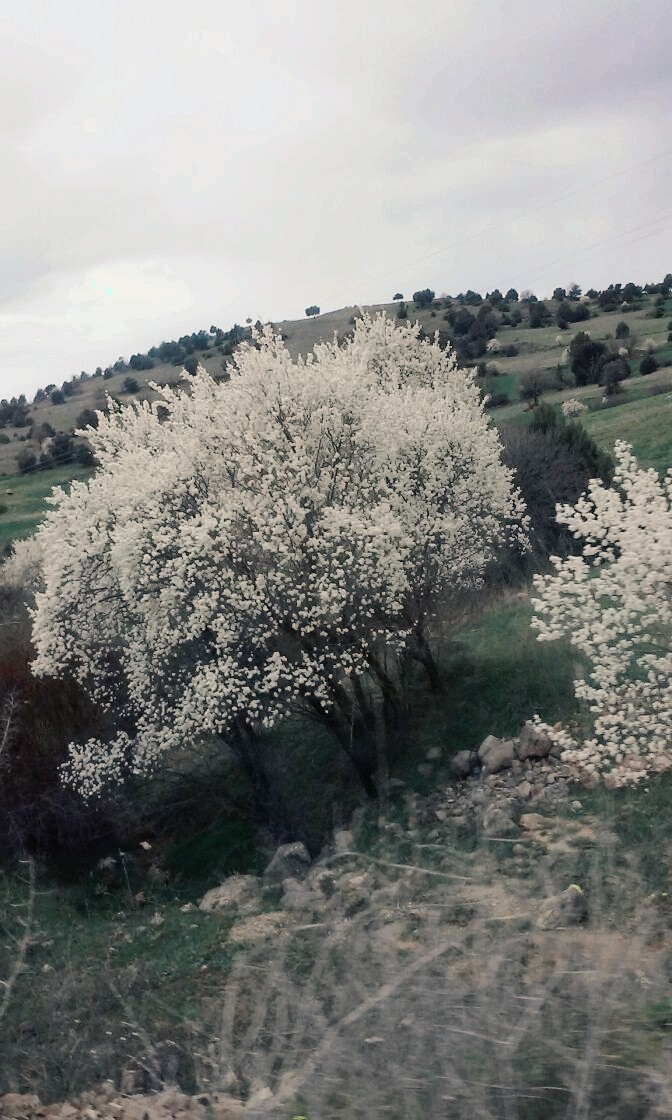 Bahar