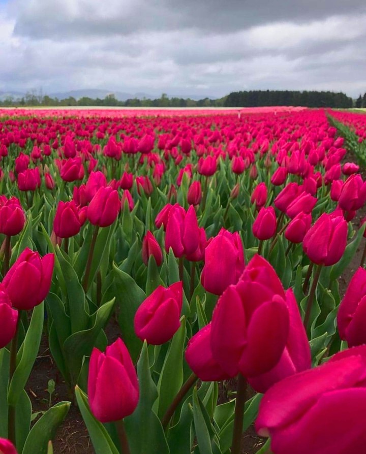 tulipans