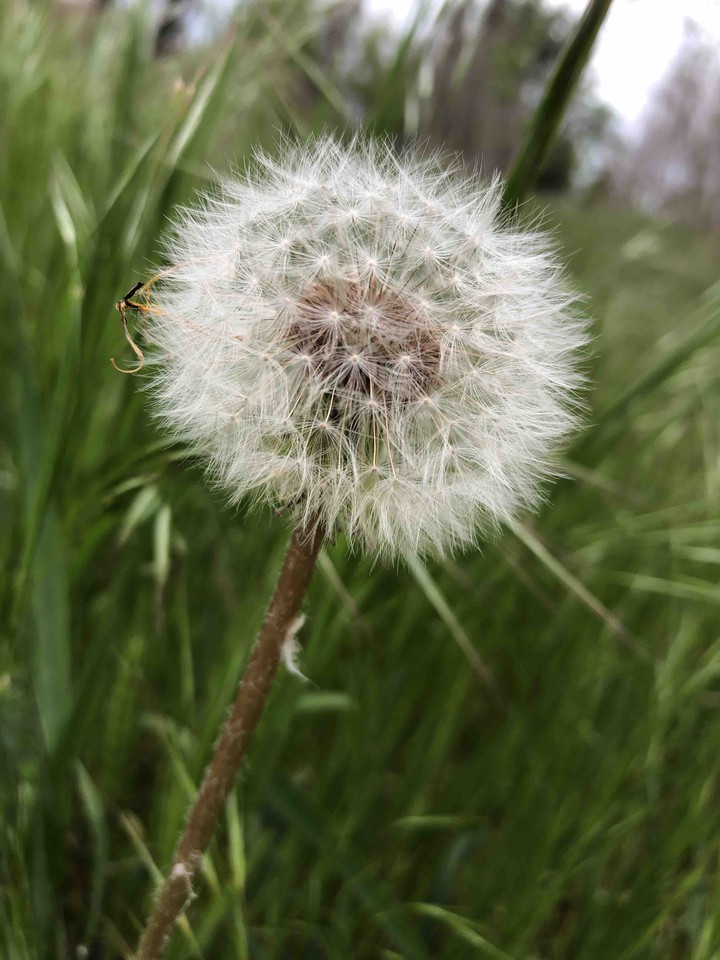 Dandelion?
