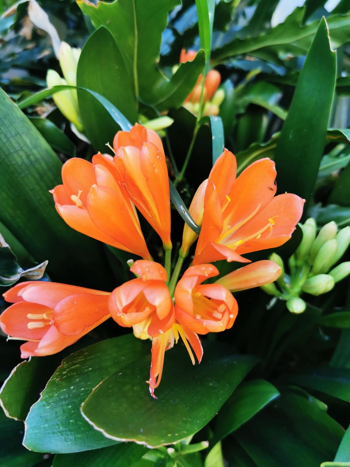 spring of Australia, Huawei camera, no filter added ?