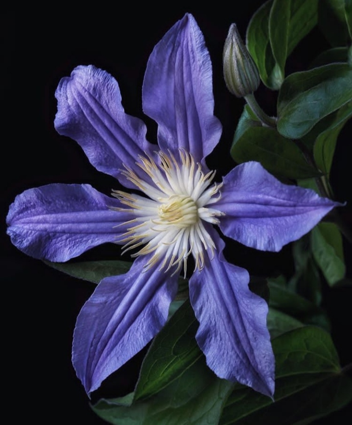 Clematis