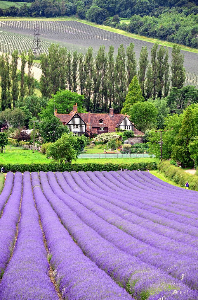 lavender fields and manor gardens