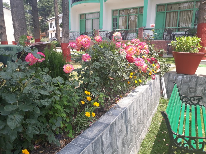 wild roses