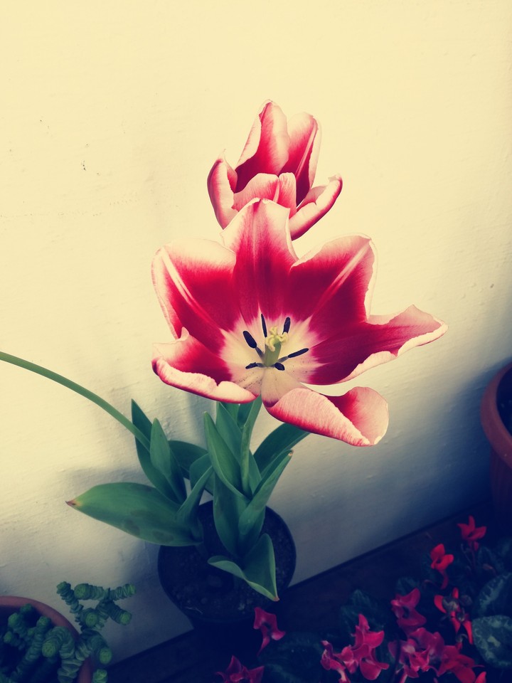 voglia di primavera