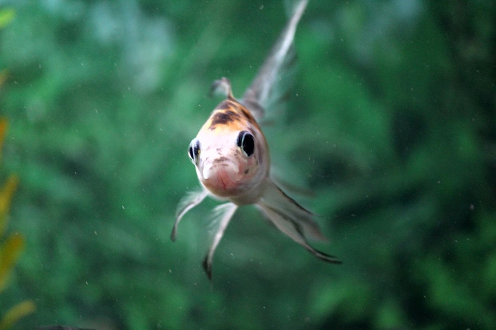 Fish