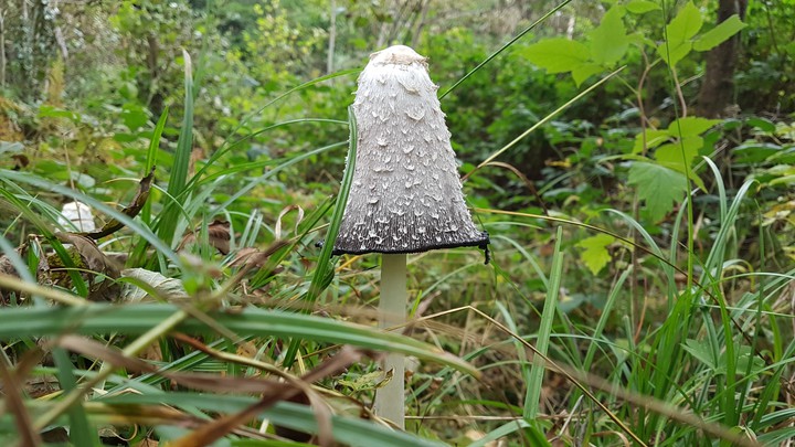 and i am mushroom