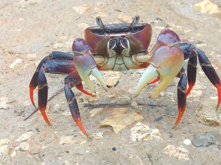 animal