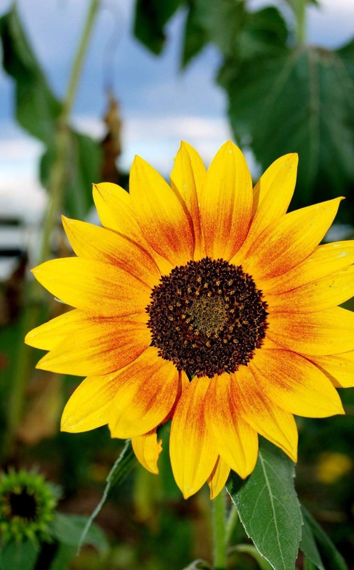 sunflower
