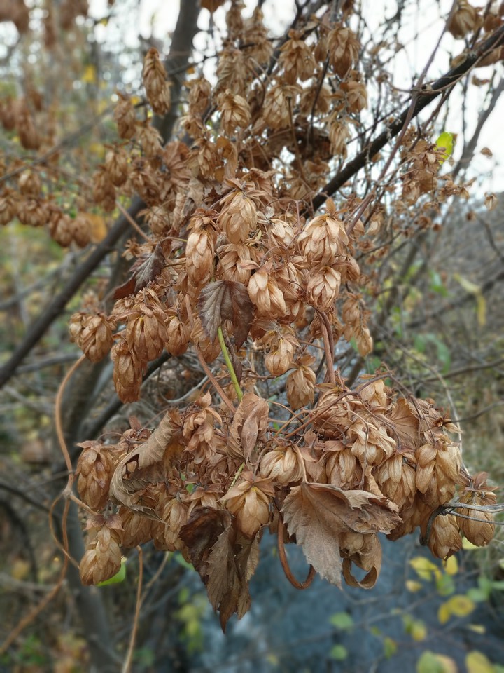 хмель