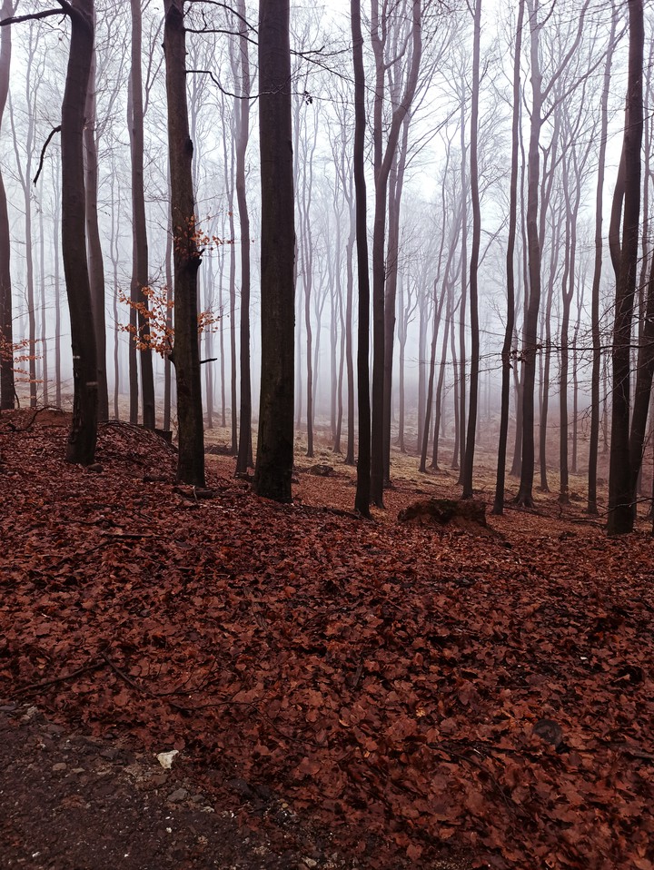 forest
