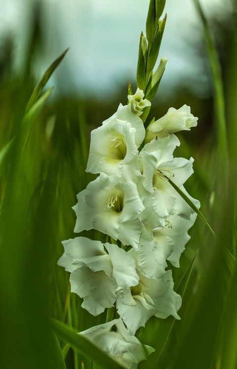 Gladiole