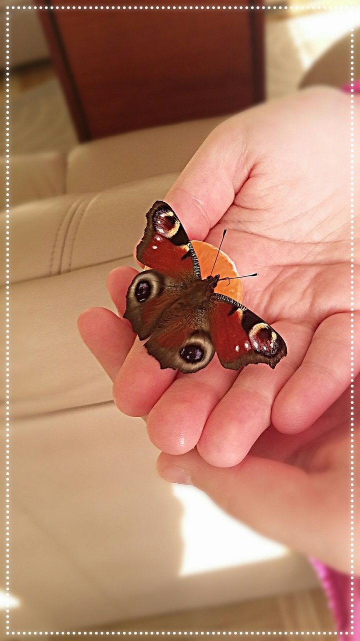 buterfly in my hands