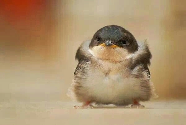 bird with coat