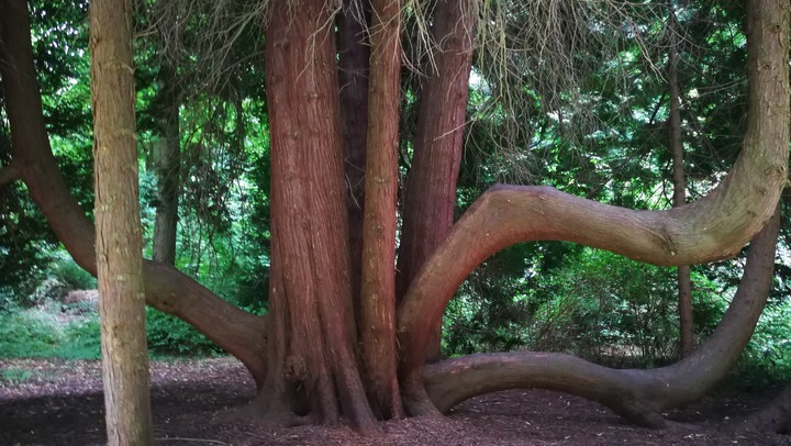 the magic tree
