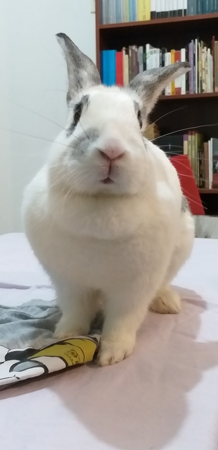 conejos