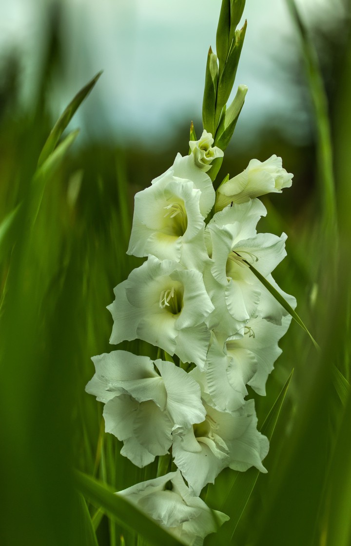 Gladiole