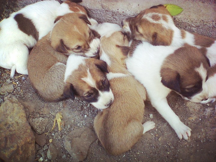 sweet bogs