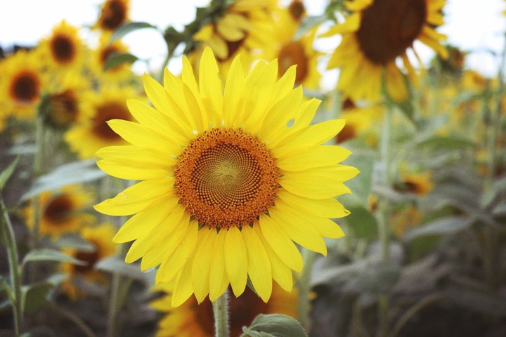 Sunflower Smile