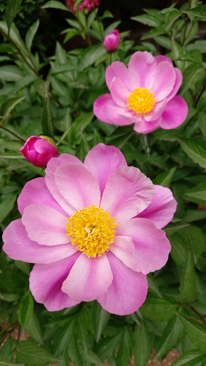 작약꽃 4송이