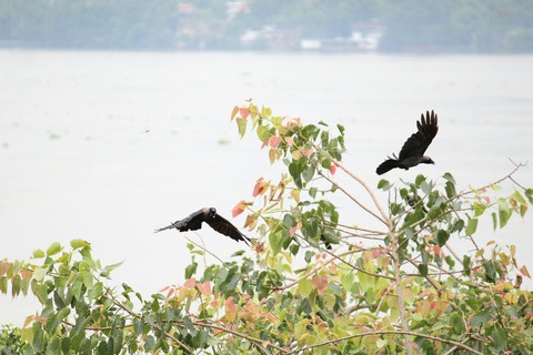 Brahmaputra River
