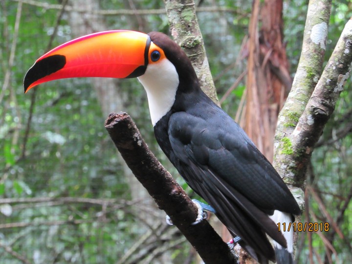 Orange-billed toucan