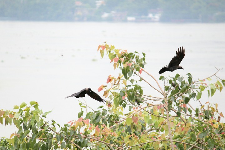 Brahmaputra River