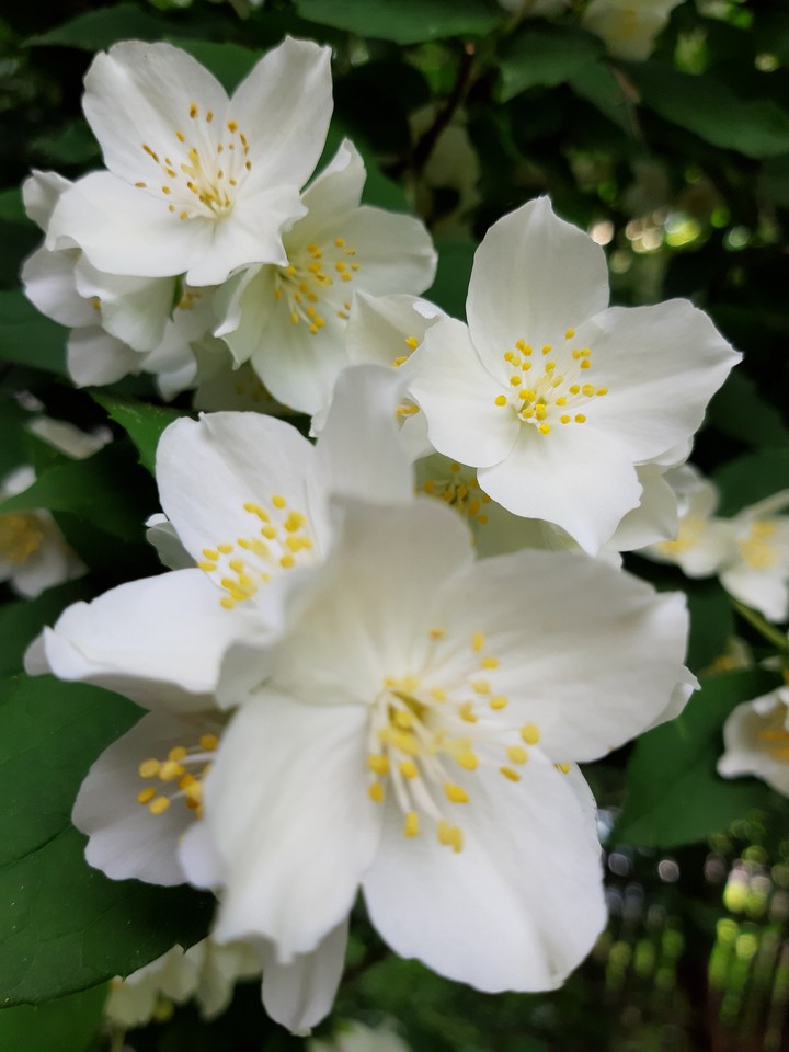 jasmine