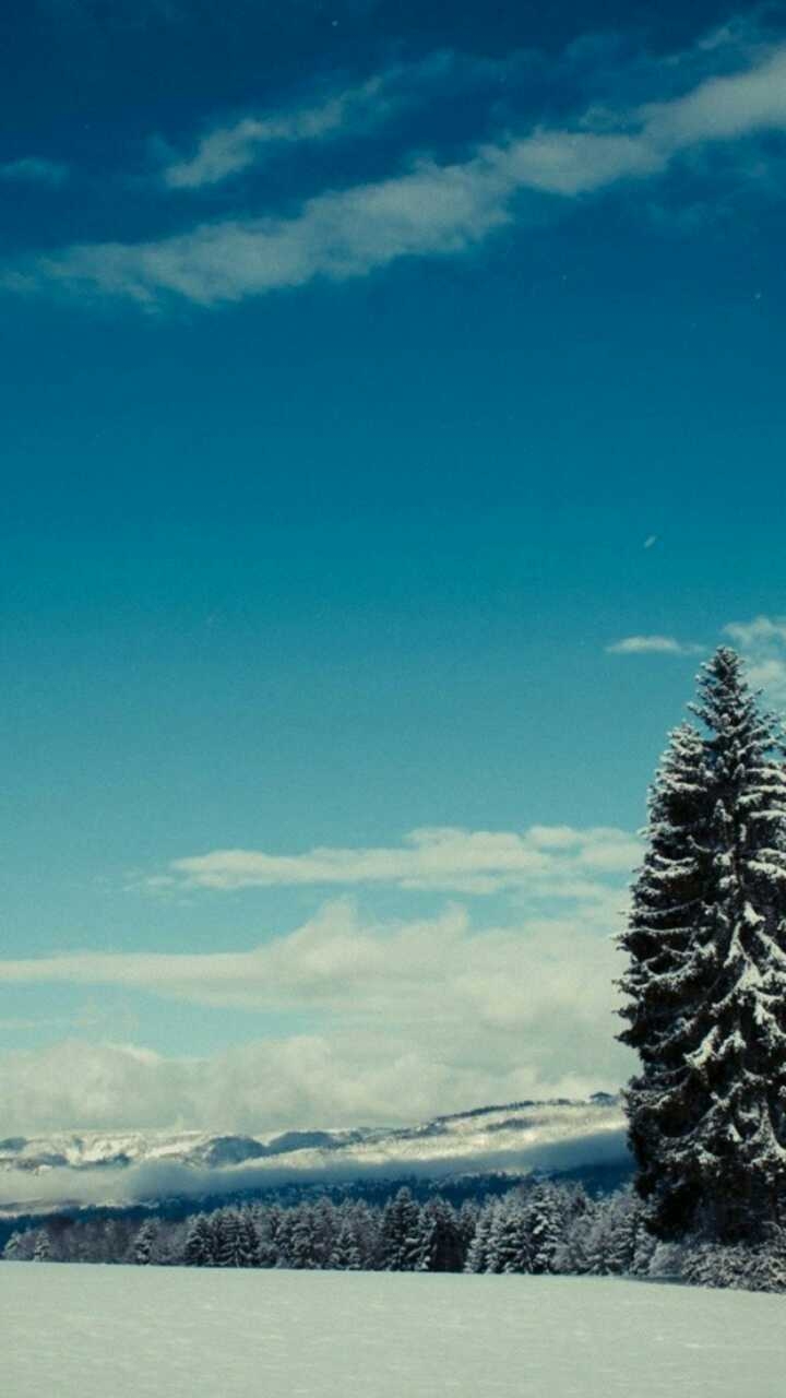 Ель