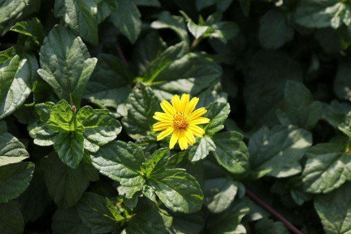 flower