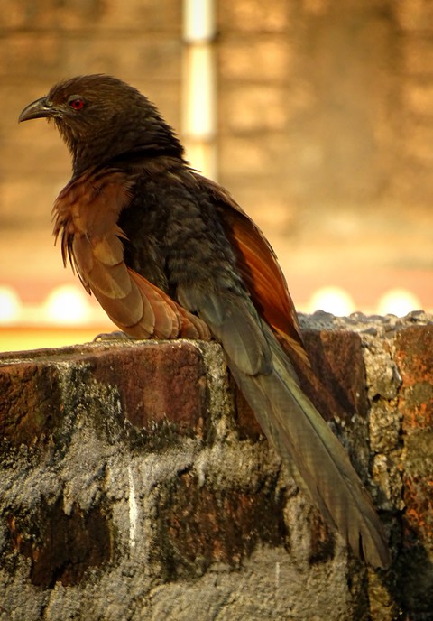 Koel