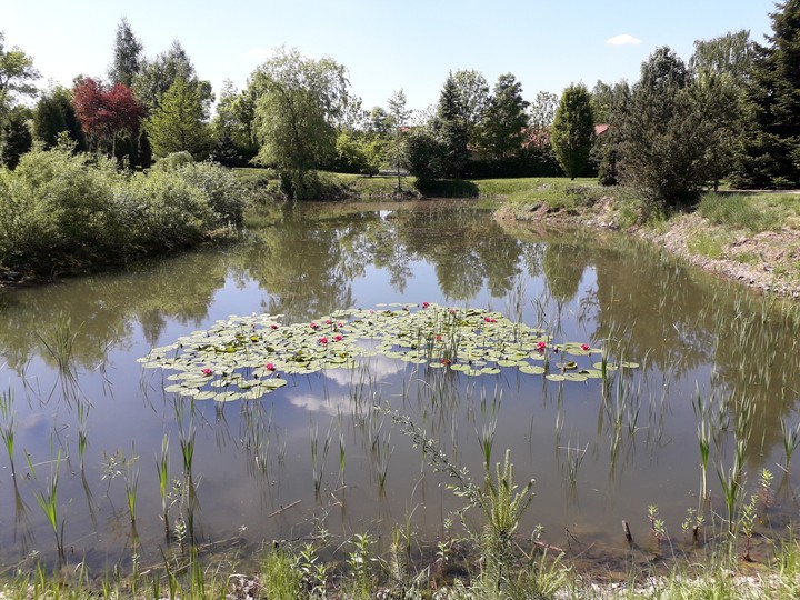 Pond