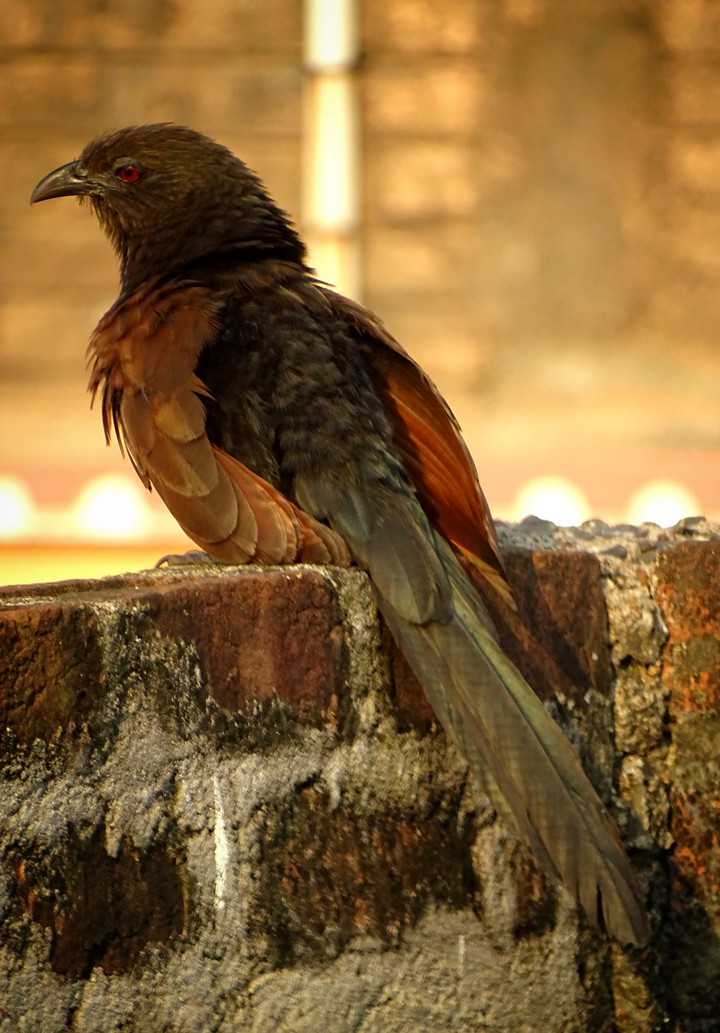 Koel