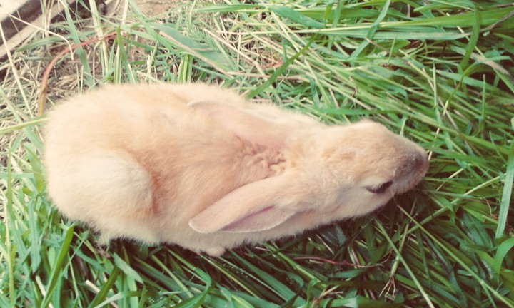 Rabbit
