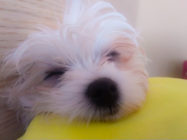 My sleep puppy