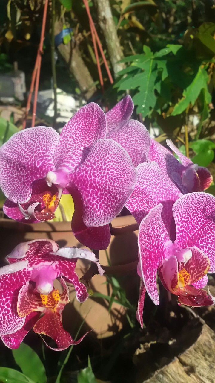 orchid
