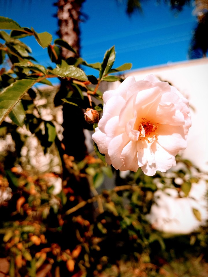 Deux fleurs