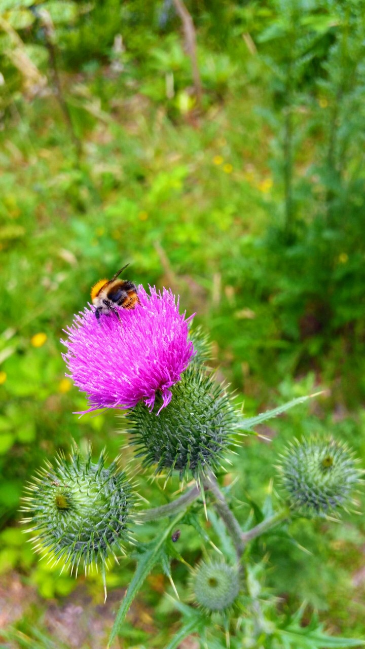 Distel met hommel, Hoge Veluwe The Netherlands.