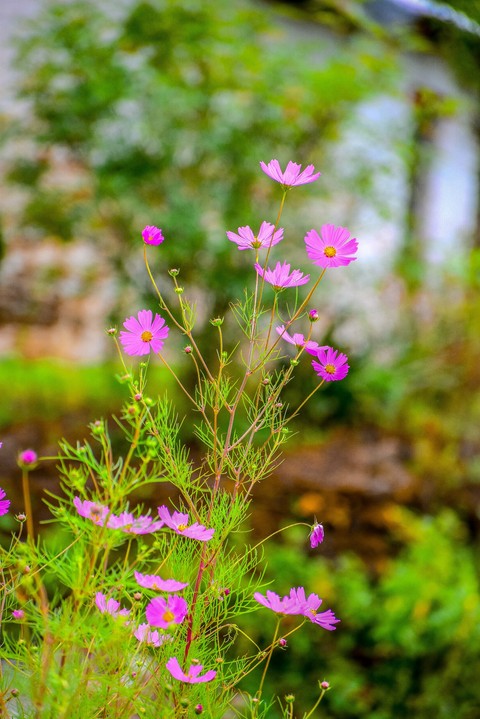 flowers