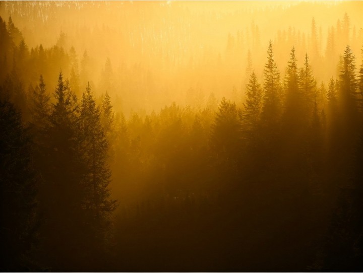tapety fog, Orange