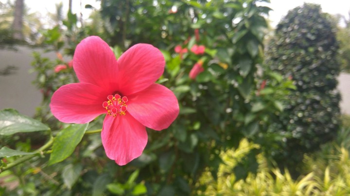 Blossom