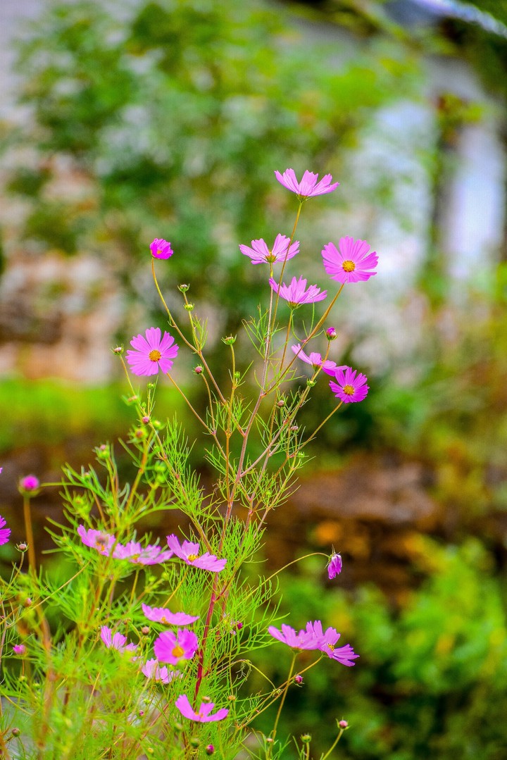 flowers
