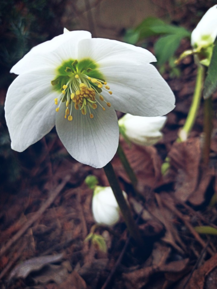 flowers