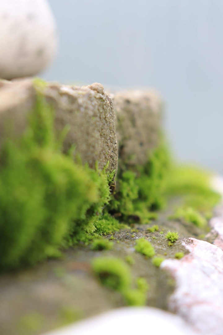 green moss