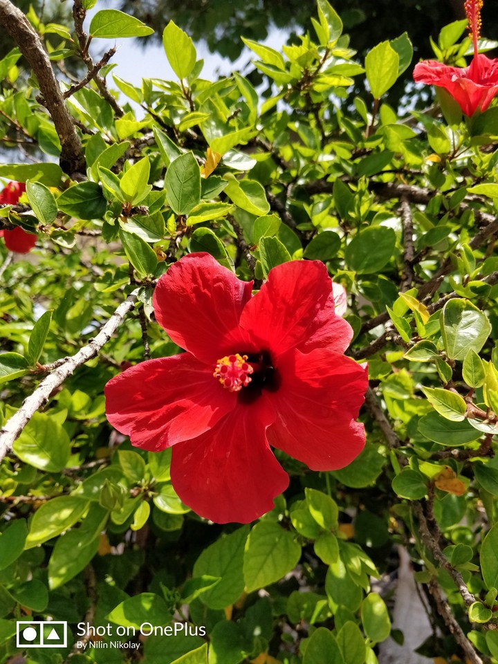 Hibiscus