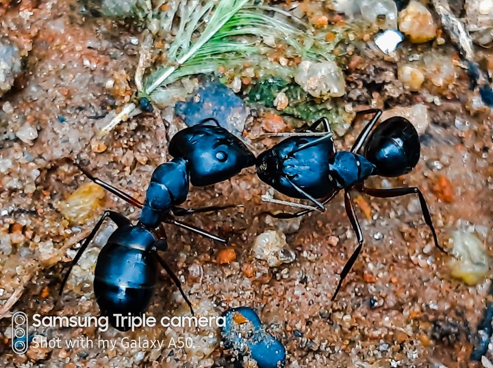 Ant